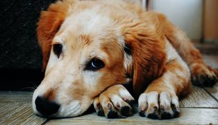 national-rescue-dog-day-2022