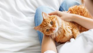 everything-you-need-to-know-about-international-cat-day