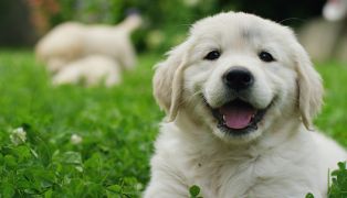 international-dog-day-7-ways-to-celebrate